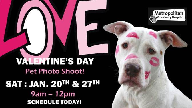 Valentine's Day Pet Photo Shoot at Metropolitan Veterinary Hospital
